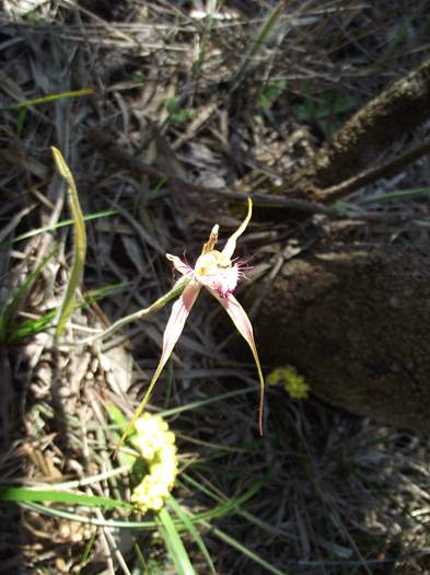 Caladenia - Spider Orchid2.JPG